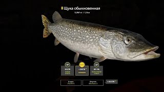 Русская рыбалка 4 - день #59 (в поисках трофейной щуки)