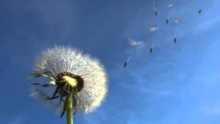 A Great Wind Blows - Children's Song