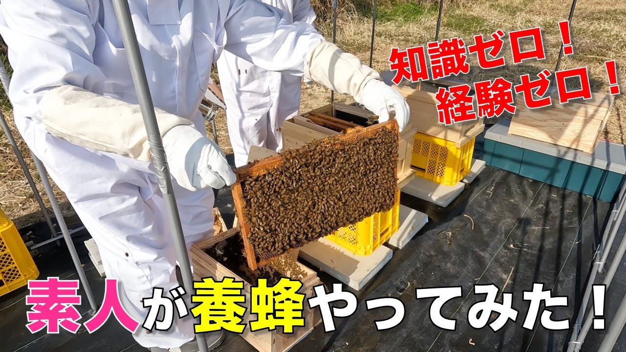 【脱サラして養蜂】完全独学で養蜂はできるのか？？