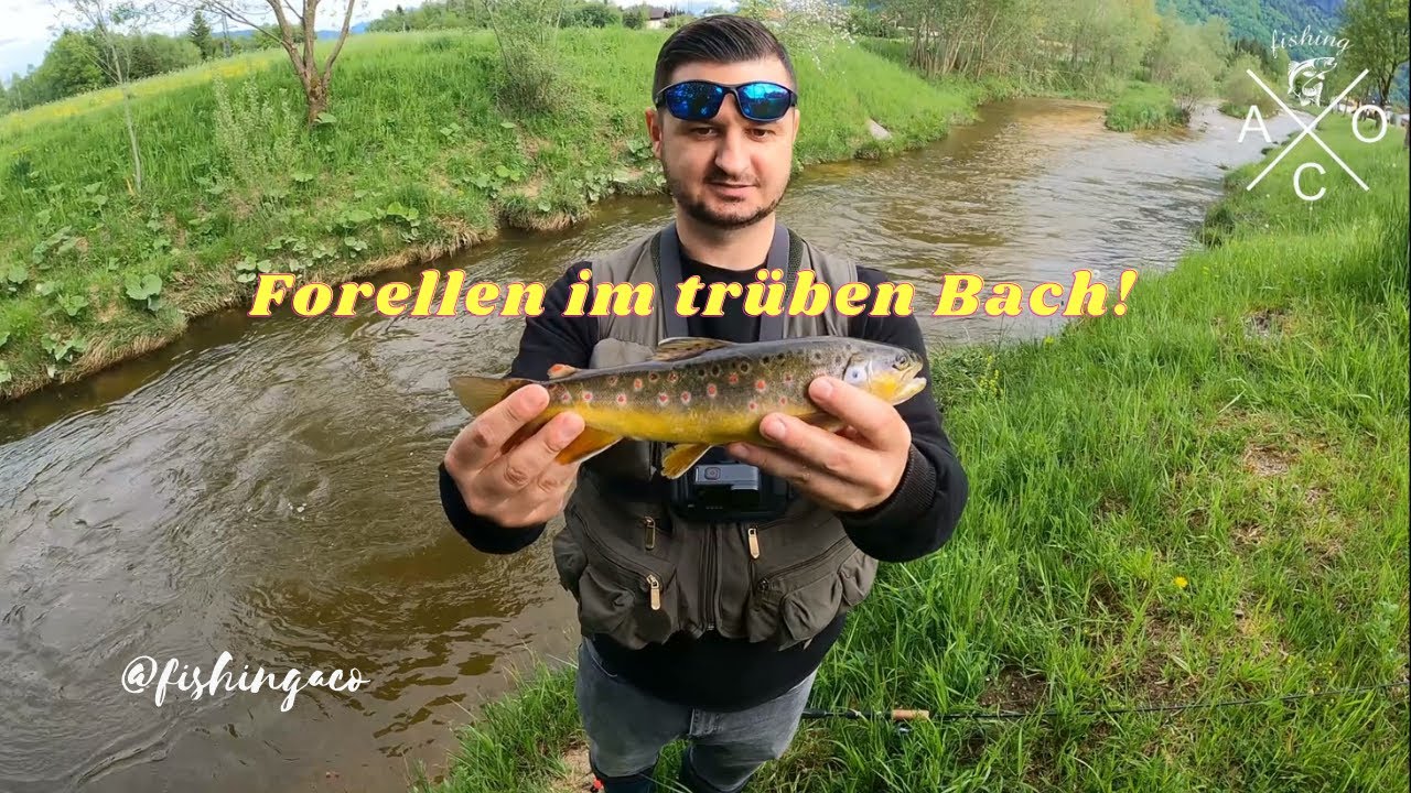 Erfolgreich Fischen im trüben Bach - Fischen in der Glan Salzburg ...