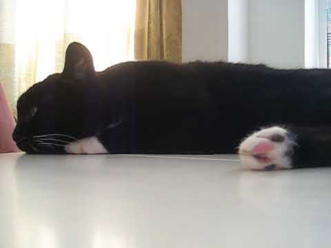 cat แปลว่า Ansku's toesies