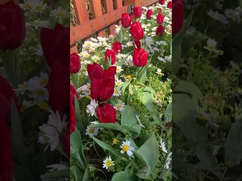 والان مع المفاجأة الكبرى حموزه