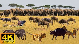 4K African Wildlife: Etosha National Park - Scenic Wildlife Film With Real Sounds
