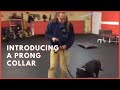 Training | Introducing a prong collar to a new dog | Solid K9 Training Dog Training Training | Introducing a prong collar to a new dog | Solid K9 Training Dog Training