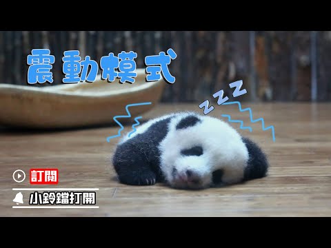 《熊貓早晚安》睡覺時要開啟震動模式 | iPanda熊貓頻道