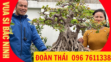 Ba cây Si cổ đẹp chất của nghệ nhân Đoàn Thái, Lương Tài, Bắc Ninh 096 7611338