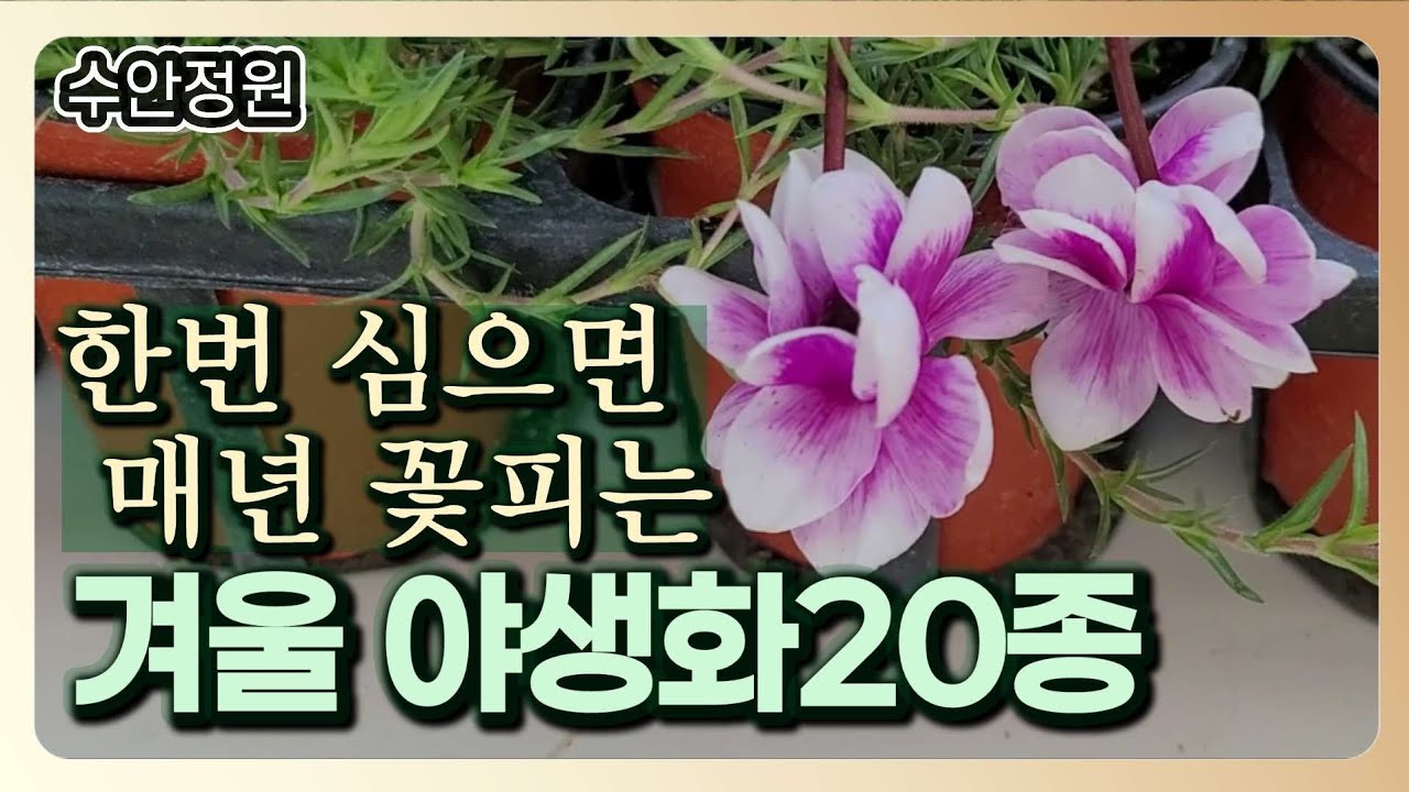 한번 심으면 매년 꽃｜겨울에도 강한 야생화 20종 총정리