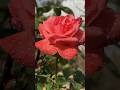 Rose and Rain 🌹 . . . . #Rose #flowerreels #flowerstagram #trendingreel #viralreel .