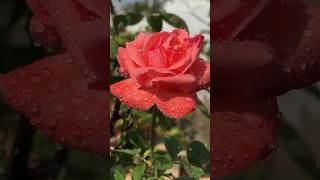 Rose and Rain 🌹 . . . . #Rose #flowerreels #flowerstagram #trendingreel #viralreel .