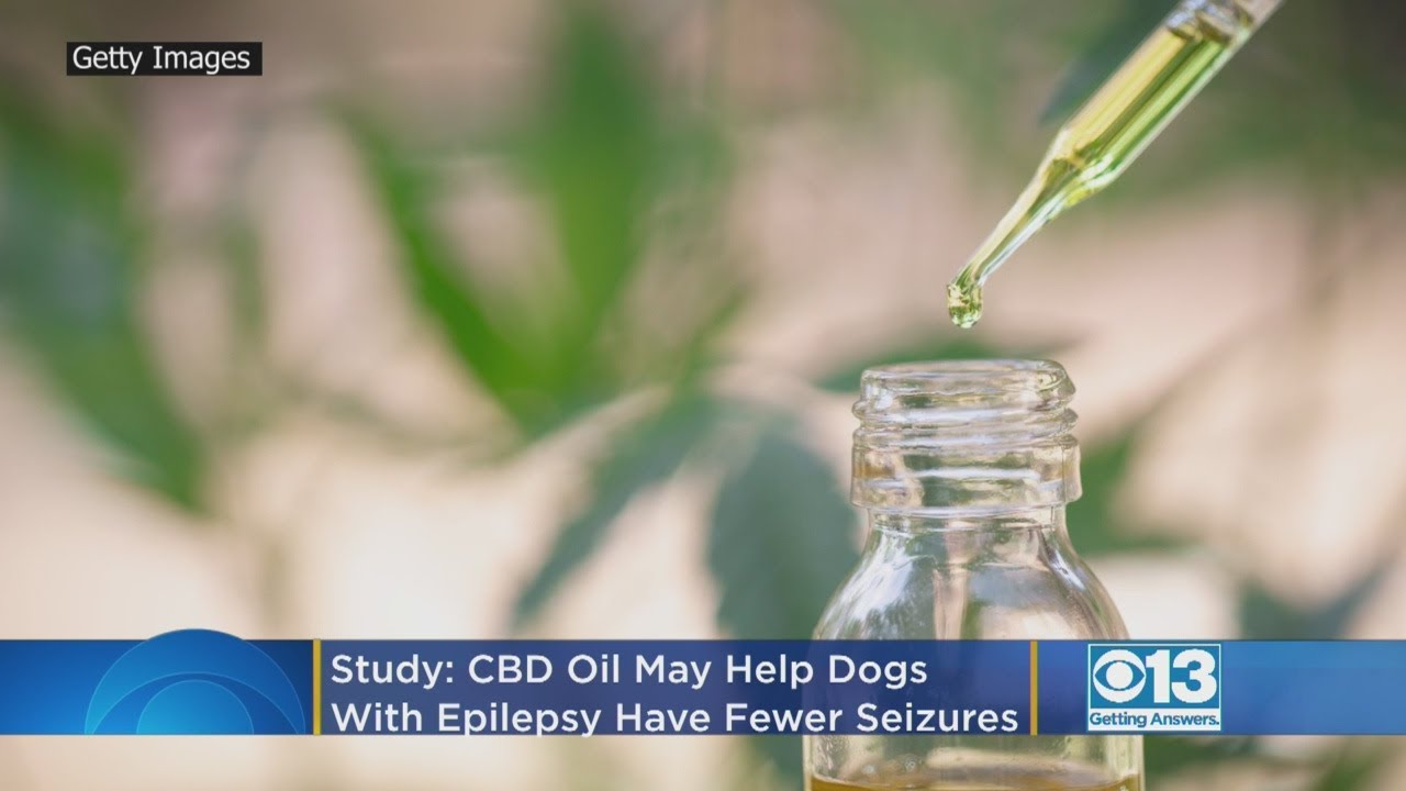 CBD Oil May Help Dogs With Epilepsy Have Fewer Seizures - YouTube
