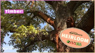 Assessing a tree's viability | Volunteer Gardener