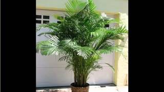 Areca Palm Indoor House Home Of Indoor Office Plants Picture Collection