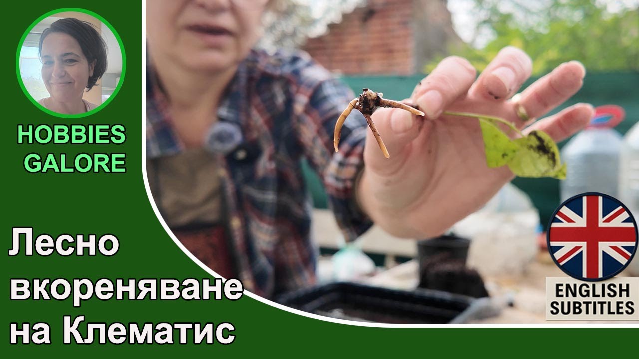 Вкореняване на Клематис от резници- стъпка по стъпка.