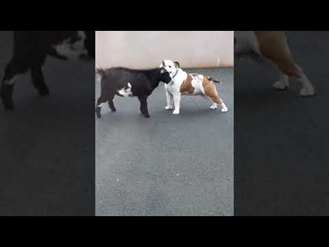 Bulldog and Pygmy Goat Make Best Buddies || ViralHog