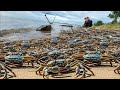 Lake Crabs Catching - I scan &amp; found many crabs hole in rainy day #fishing #crab