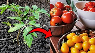 Время сажать помидоры. Рабочая схема высадки томатов в грунт.
