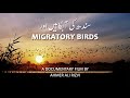 Sindh ki Aabgahein aur Migratory Birds