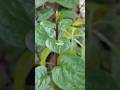 BINAHONG or Anredera Cordifolia #binahong #AnrederaCordifolia