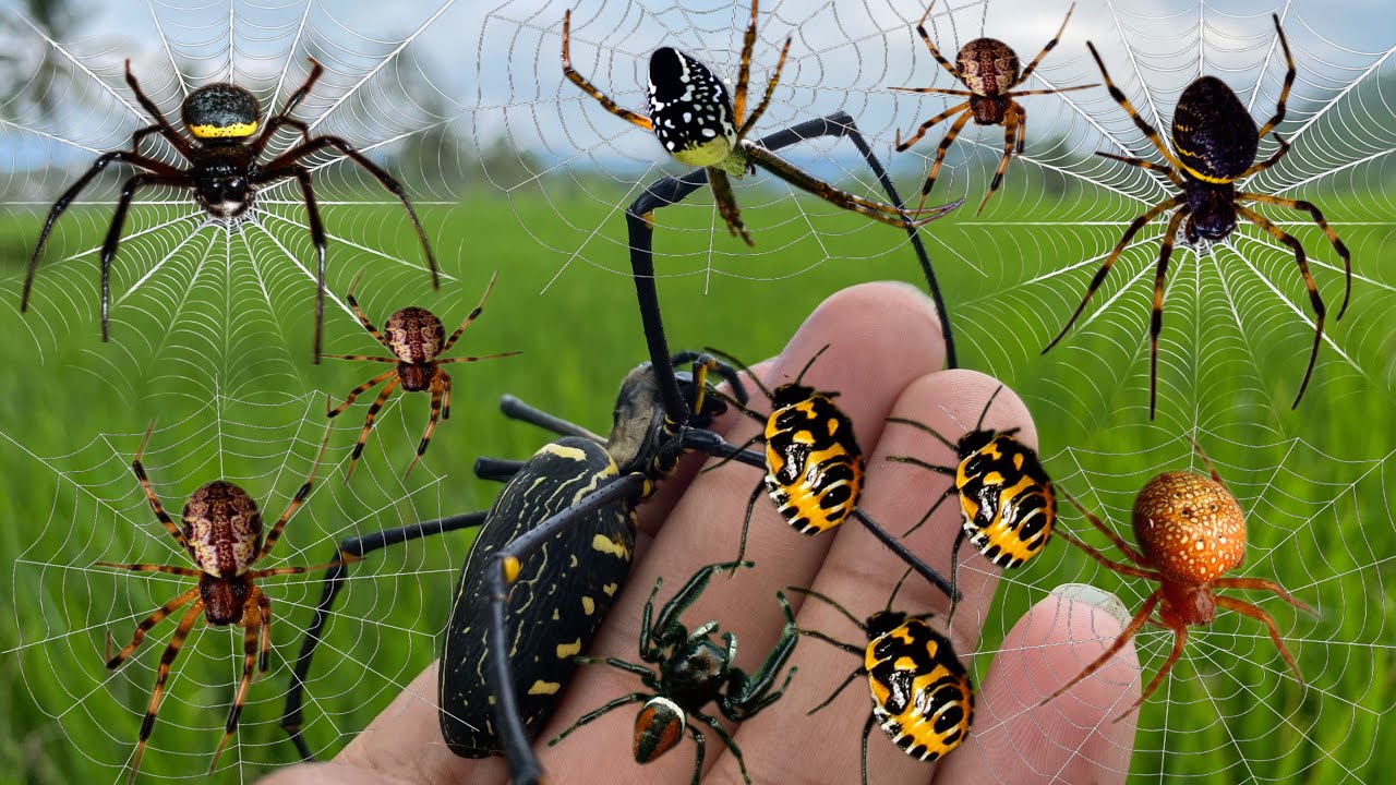 hunt various kinds of spiders around us - YouTube