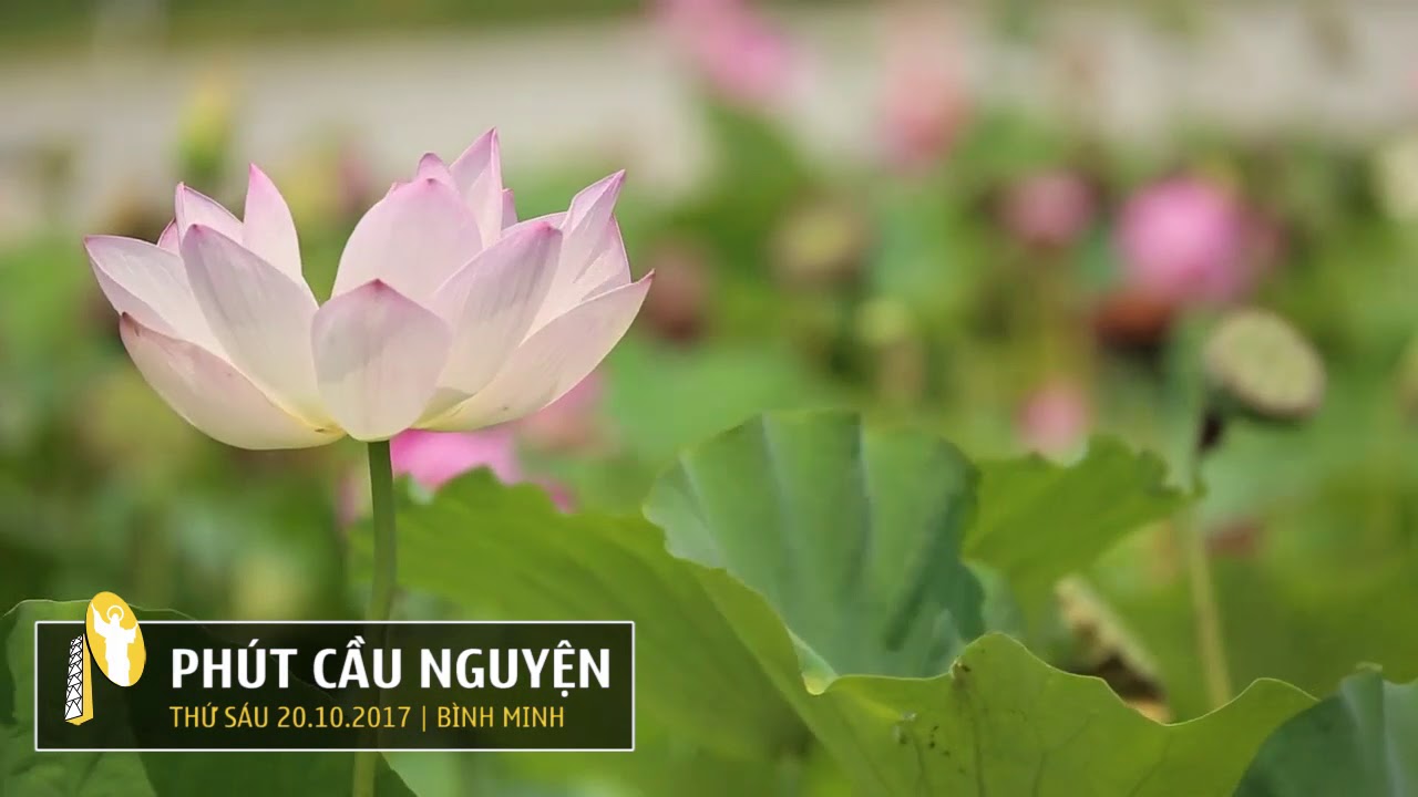 PHÚT CẦU NGUYỆN, THỨ SÁU 20/10/2017 - YouTube