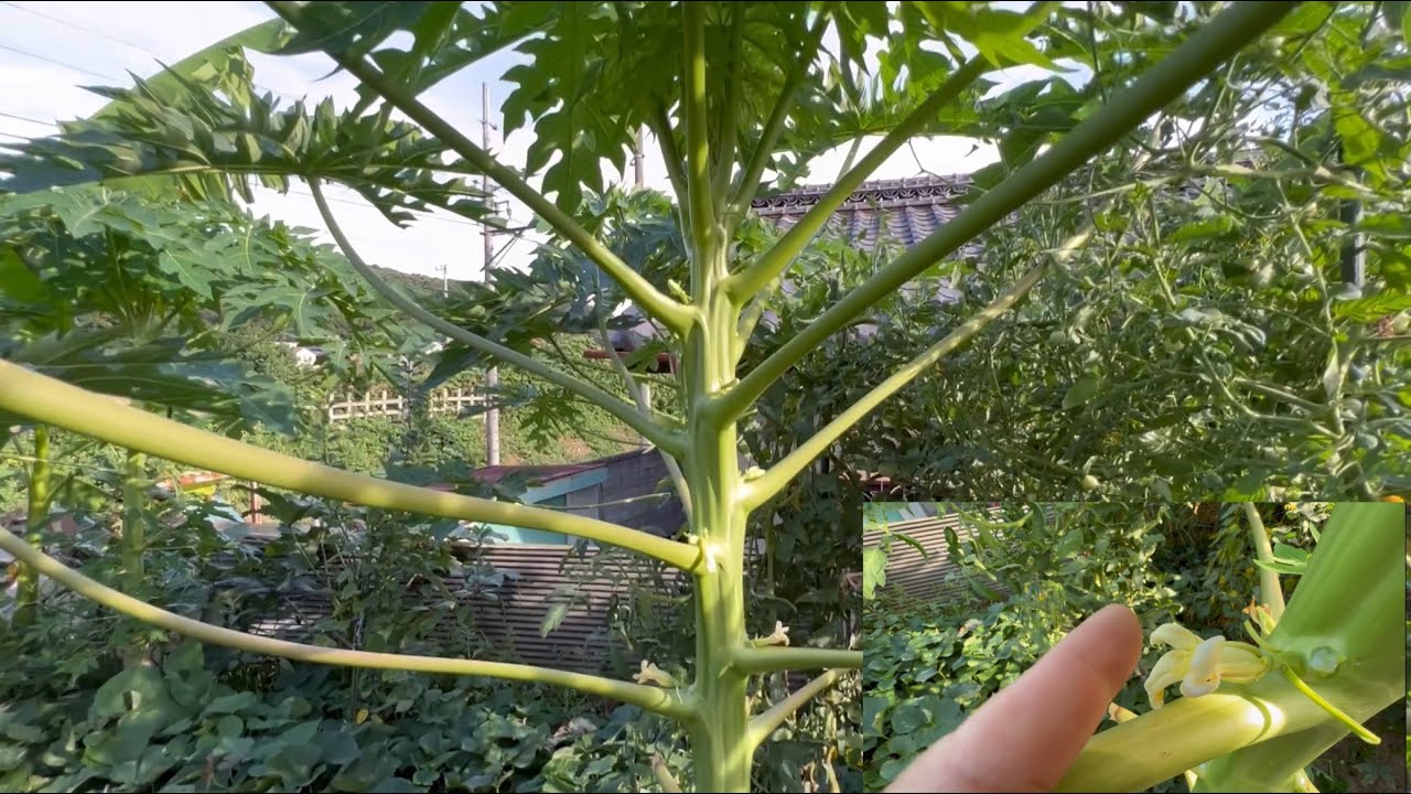 My Papaya in Japan 2023, mga pwede gawin para ma pabili s sila mapabulaklak YouTube