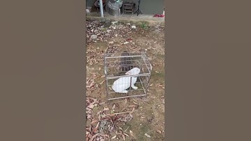 Bản năng săn mồi của dong H’Mông Cộc Đuôi