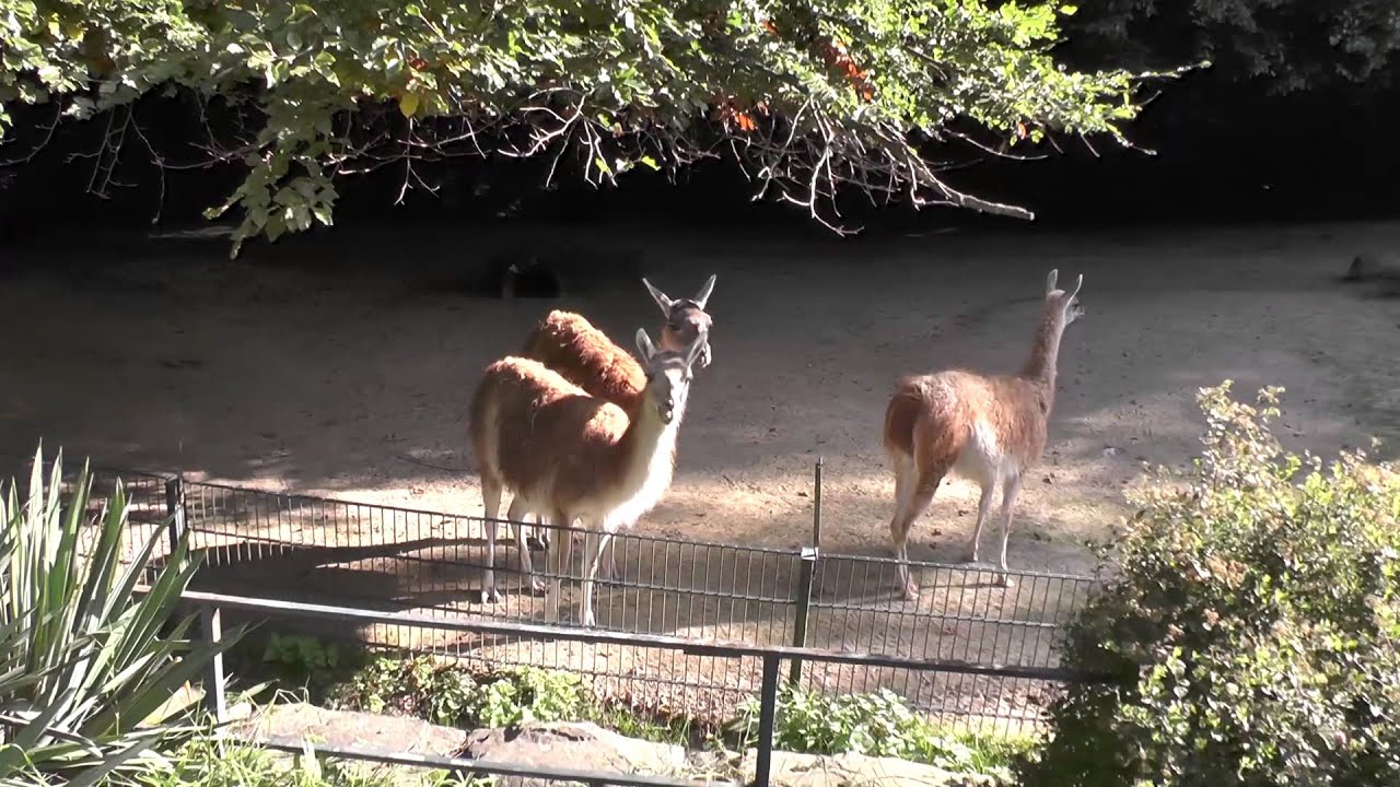 Zoo Dortmund, 1.10.2013
