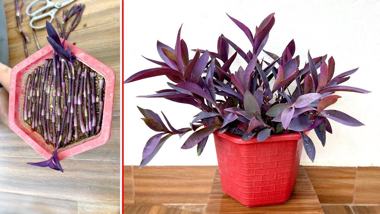 Кровавый куколь имеет мечтательно-фиолетовый цвет. Размножение быстрорастущими ветвями