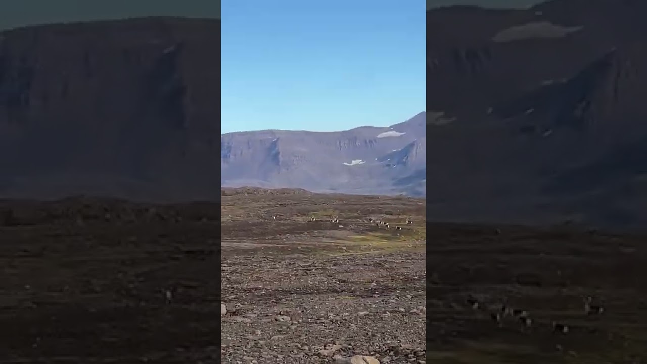 Reindeers running on Bjólfur, east fjords. Iceland — Bjolfur — video poster