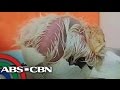 TV Patrol: Sisiw ng Philippine Eagle, isinilang sa Davao City