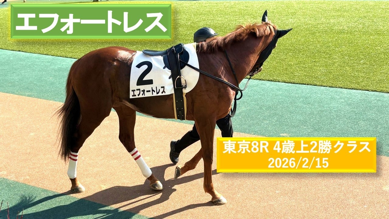 2026年2月15日 | 東京8R 4歳上2勝クラス | エフォートレス | フェイト | ジャサルディア | パドック 現地映像 全頭 | 東京競馬場 | 芝1,600