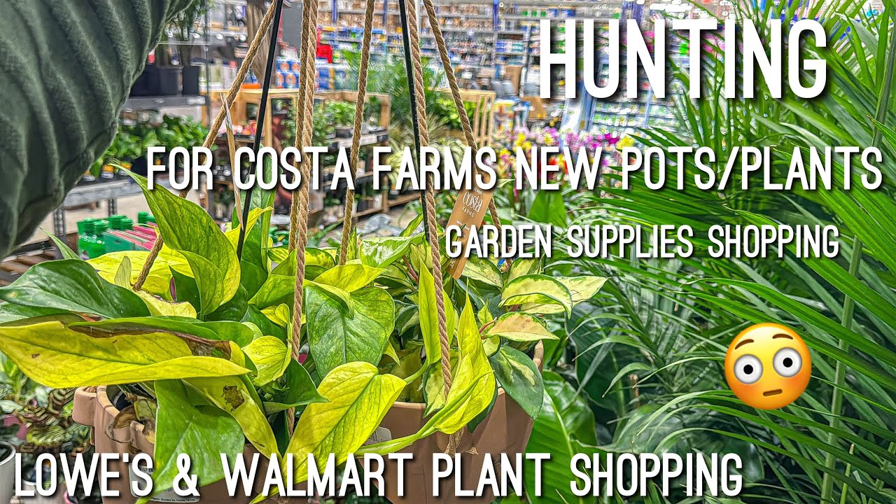 Пестролистная хойя компактная в Lowe’s?! Поздние вечерние покупки растений в Lowe’s и Walmart!