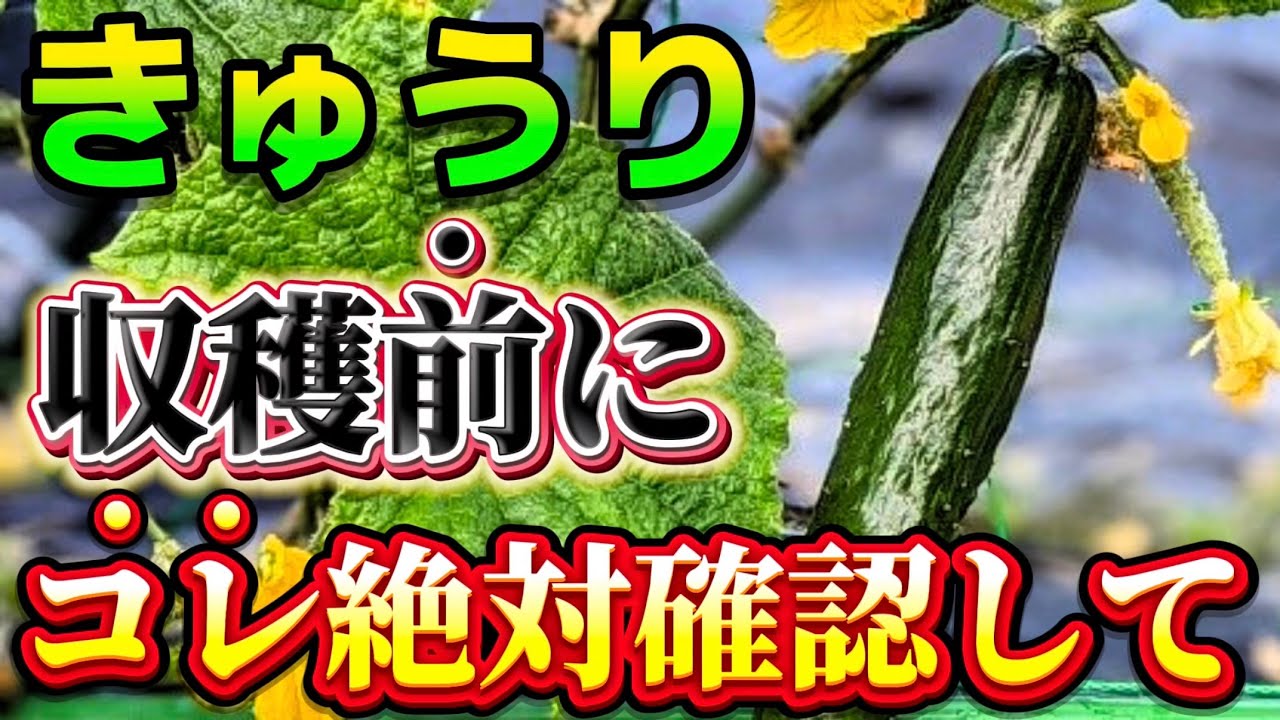 Cucumbers] Please make sure to check ○○ before harvesting! By