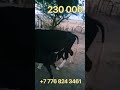 Online Малбазар!!! Бұзаулы сиыр 230 000т. Шубарсуда тұр