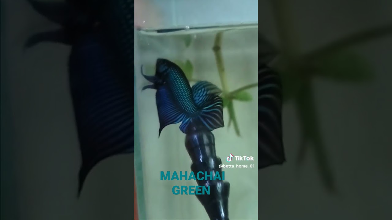 ปลากัดป่ามหาชัย 