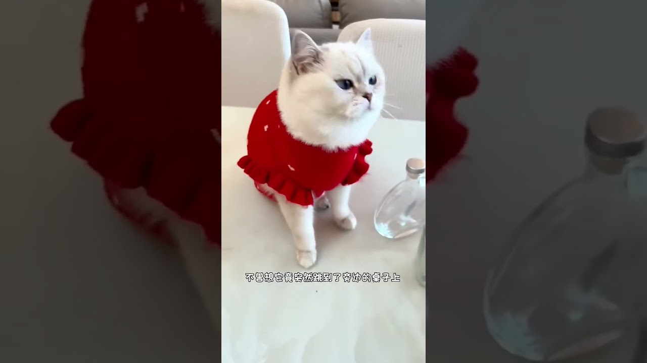 Which Cat's Work Do You Prefer This Time  