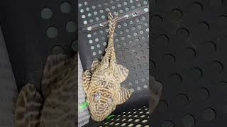Breeding pair of L333 King Tiger Plecos