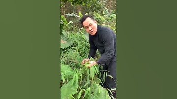 Uống Cây Này Chữa Ngay Viêm Thận, Viêm Bàng Quang, Viêm Đường Tiết Niệu, Tắm Ngứa Cực Hay