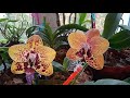 20.Цветущий подоконник с орхидеями