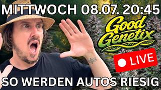 Good Genetix Community Live: So werden Autoflowers RIESIG! Eure Pflanzen & Tipps