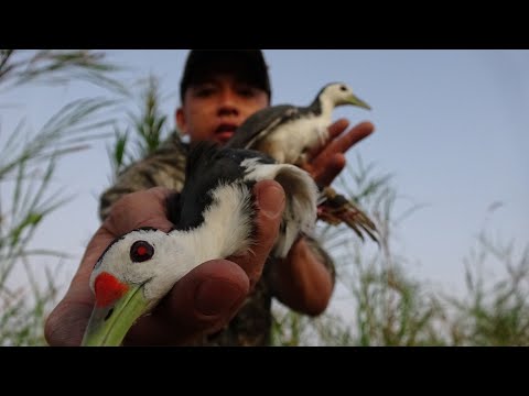 Video Khai Xuân Bẫy Chim Quốc Ngực Trắng Bằng Quốc Giả Malai... - youtube