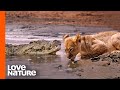 Lion Cubs in Grave Danger as Croc Creeps In | Love Nature