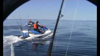 Gannets Dive Bombing for Fish