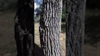 Orçulun Eski Değirmeni Camlımülk