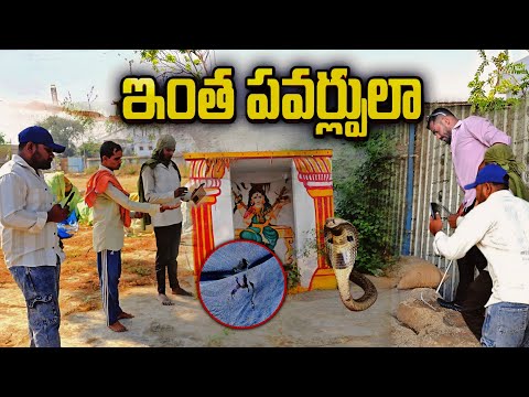 #Indian #sprectacled beby Cobra snake Rescue 