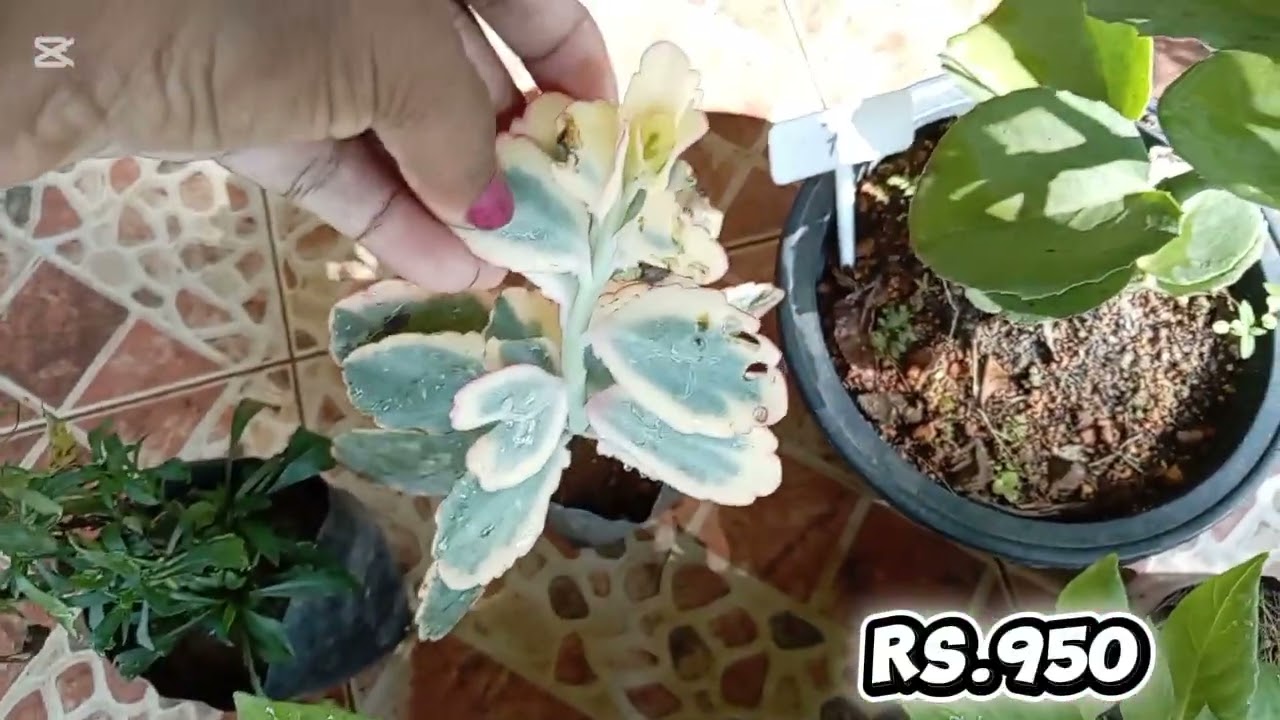 14th sale ඕනෑම package එකක් Rs.950/=❤️💐