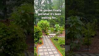A peaceful rainy morning in my Zone 8A garden here in North Carolina