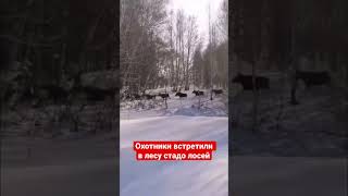 Встретили стадо лосей в лесу