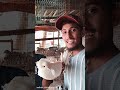 New pigeons arrival 🕊️ naye naye kabutar aa gaye 🥰