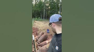 Hoe varkens wegen zonder weegschaal